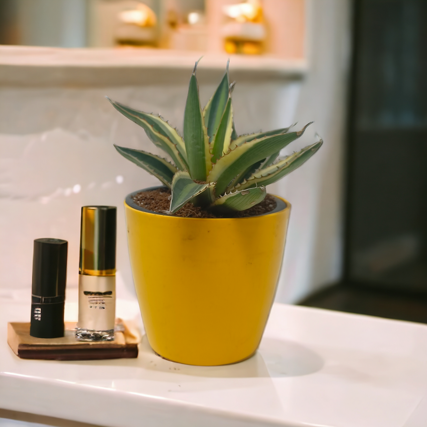 Agave Lophantha in Yellow Pot