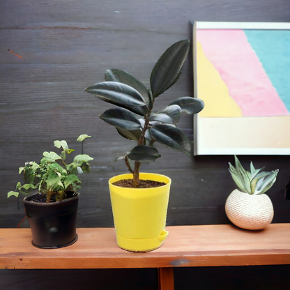 Rubber Plant: Self watering