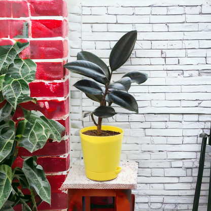 Rubber Plant: Self watering