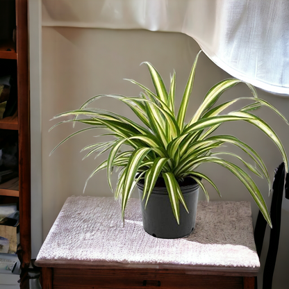 Chlorophytum