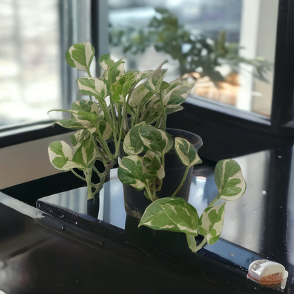 MoneyPlant- Variegated