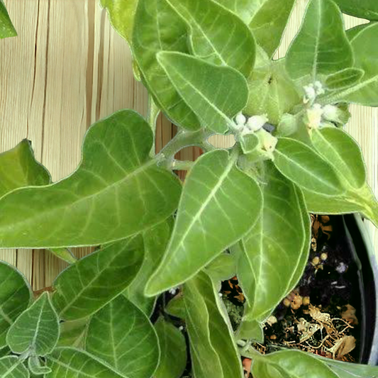 Ashwagandha Plant
