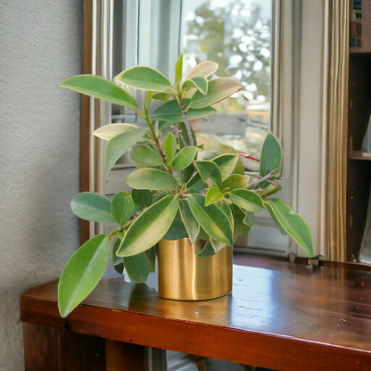 Ficus Panda