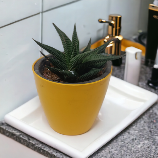 हवोरथिया फासिआटा