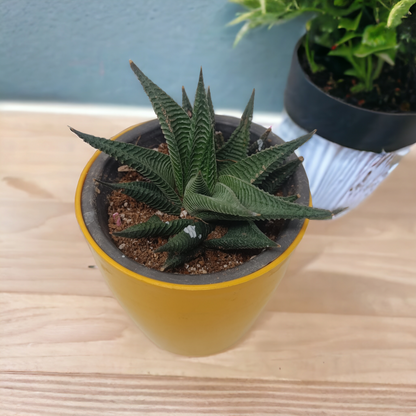 हवोरथिया फासिआटा