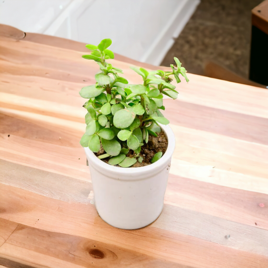Jade Plant in Ceramic Pot