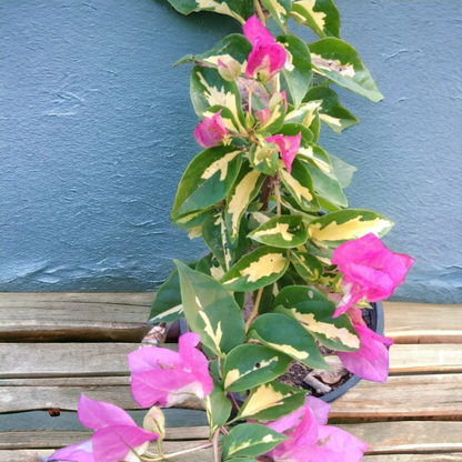 Bougainvillea Themma- Delhi NCR only