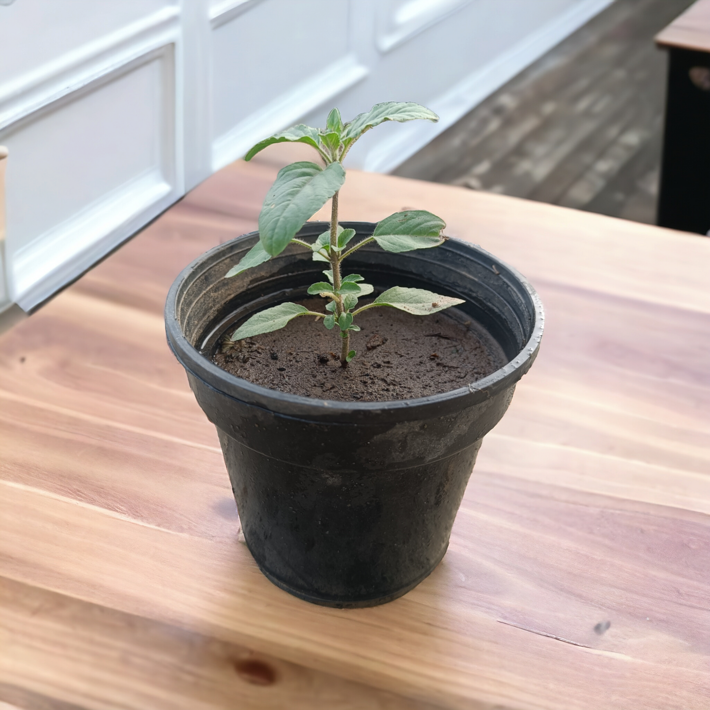 Tulsi (Delhi NCR only)