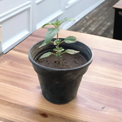 Tulsi (Delhi NCR only)