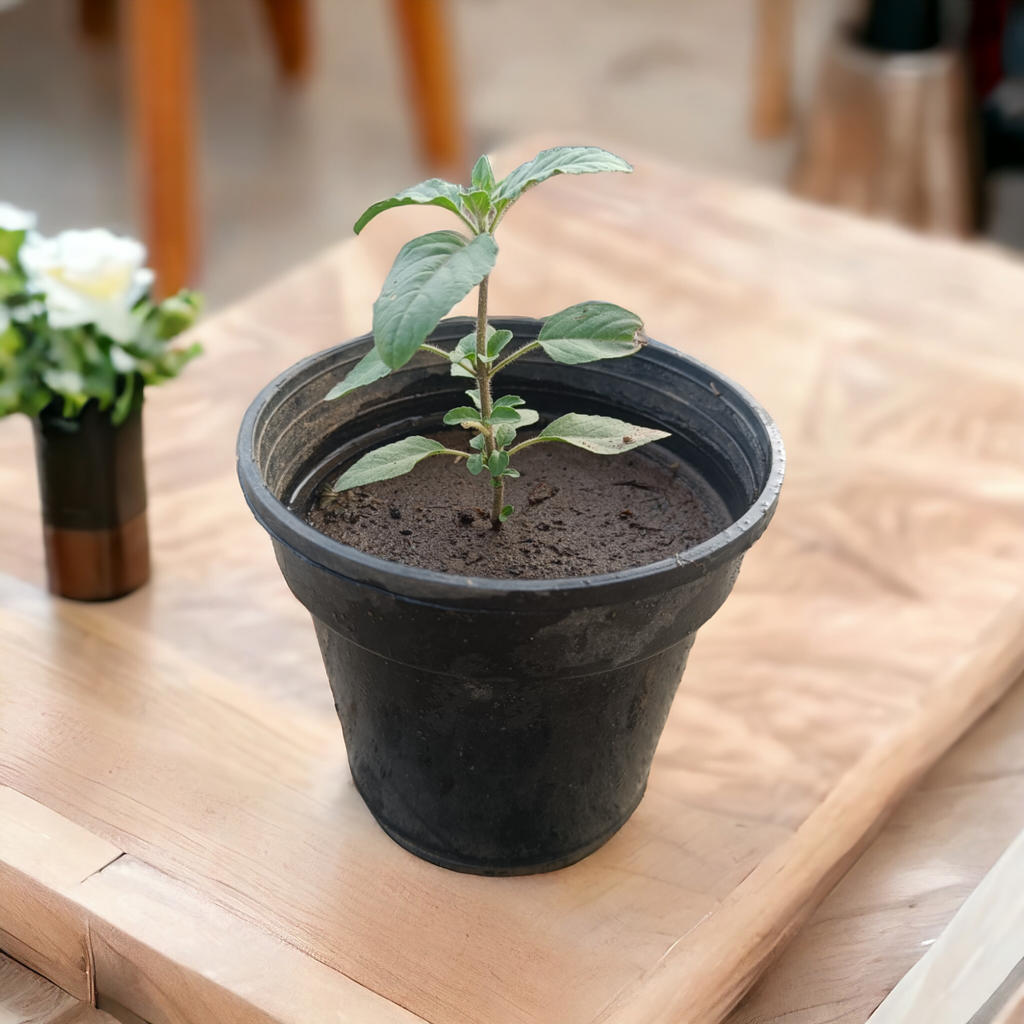 Tulsi (Delhi NCR only)