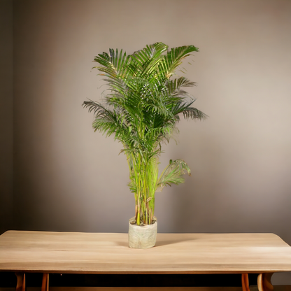 बड़ी सुपारी हथेली