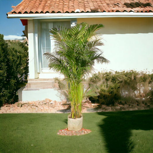 Big Areca palm (Only for Delhi NCR)