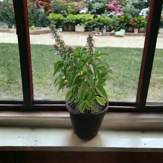 Marua / Thia Basil (Herbal Plant)- Delhi NCR only
