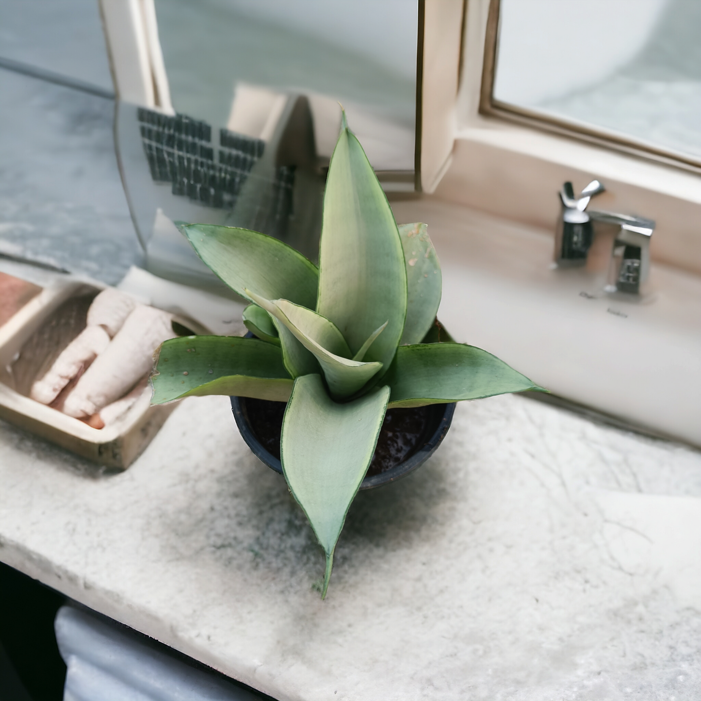 Snake Plant Moonshine