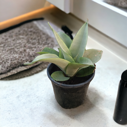 Snake Plant Moonshine