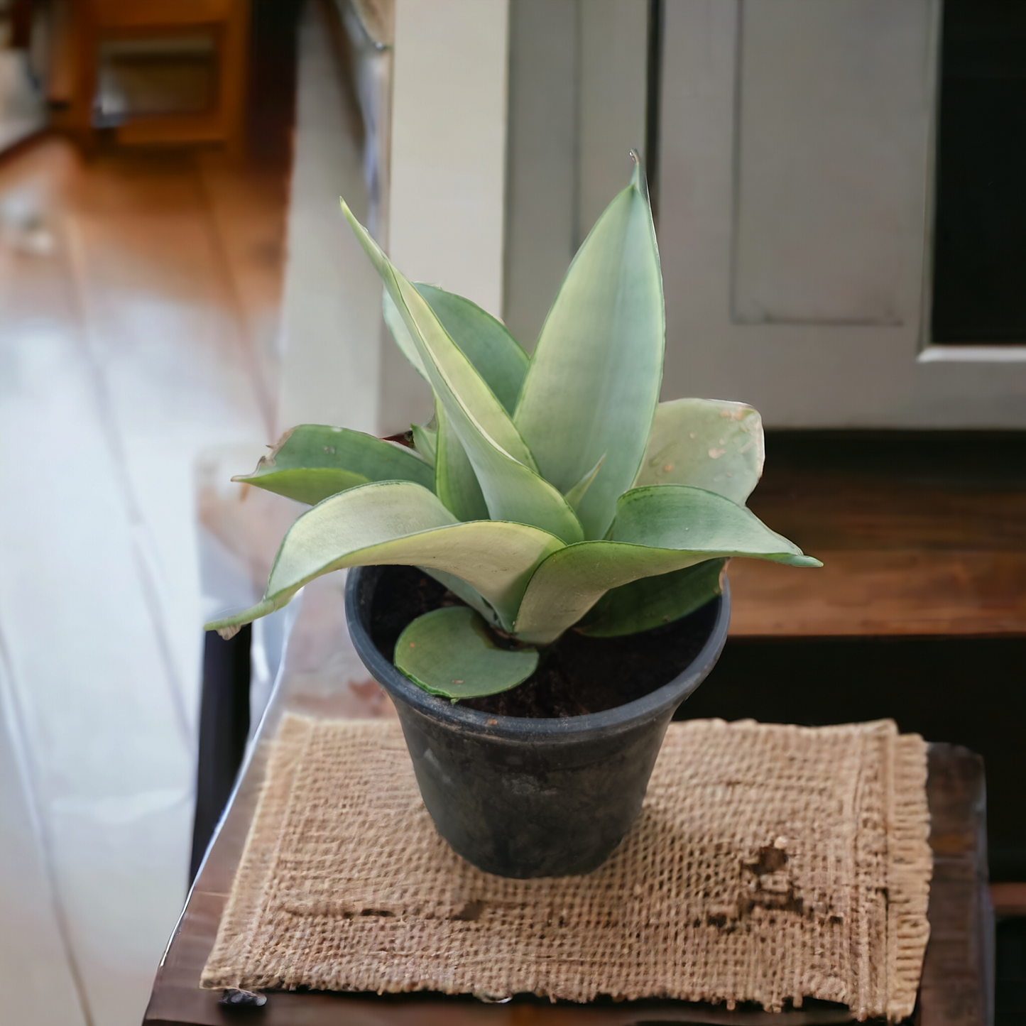 Snake Plant Moonshine