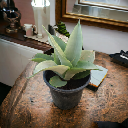 Snake Plant Moonshine