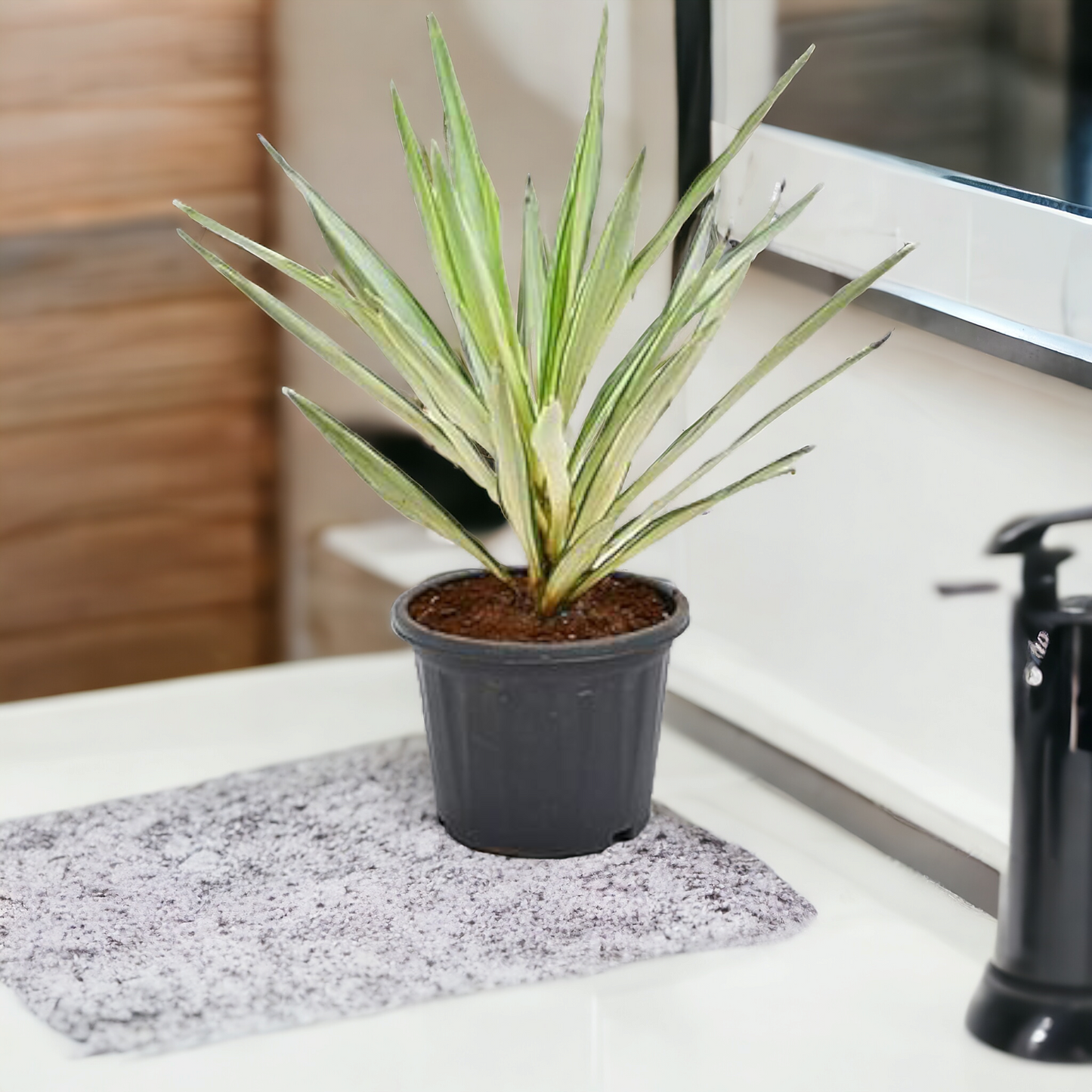 Silver Yucca- Delhi NCR only