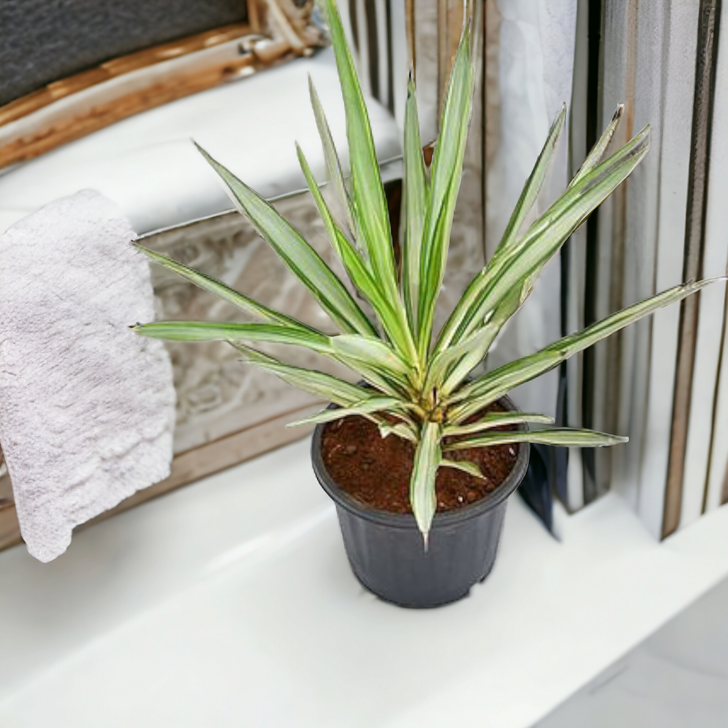 Silver Yucca- Delhi NCR only