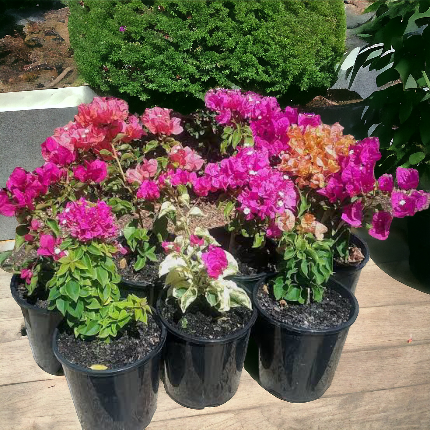 Bougainvillea Combo (Set of 4)- Delhi NCR only