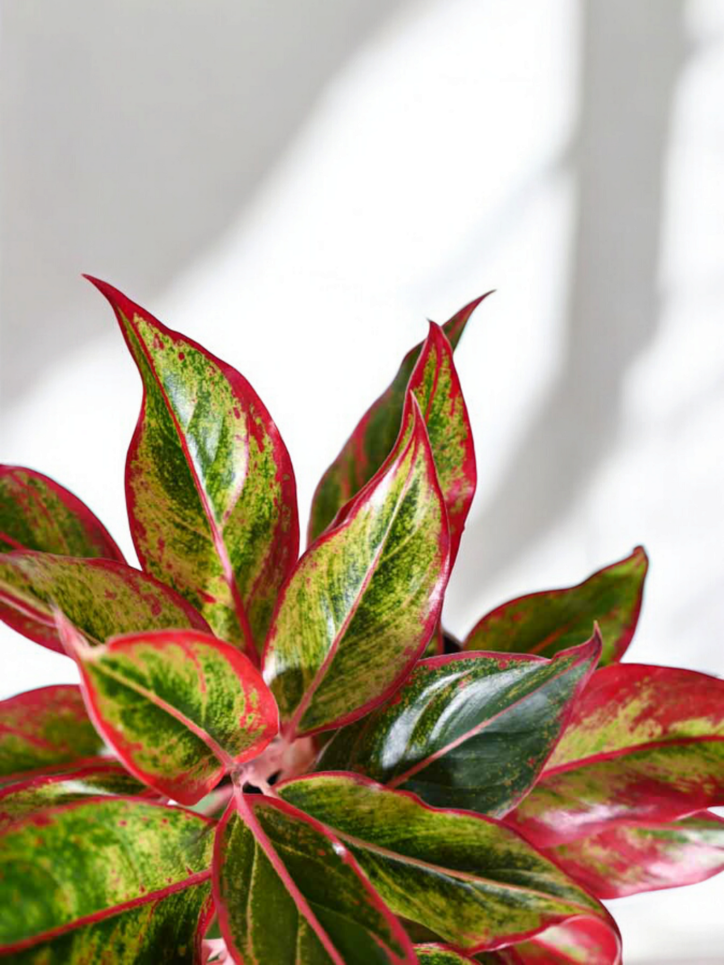 Aglaonema Lipstick