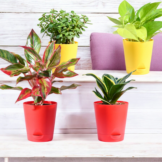 Fresh Plant Bundle- Perfect Indoor Plants for Home & Office