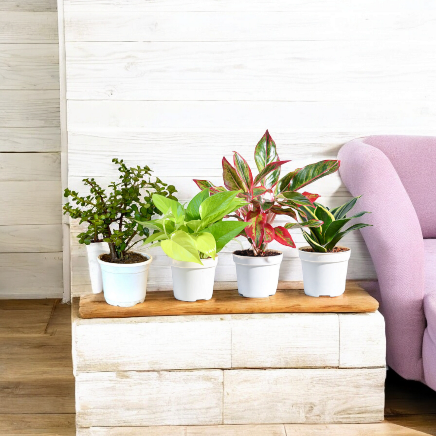 Fresh Plant Bundle- Perfect Indoor Plants for Home & Office