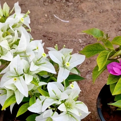 Bougainvillea Combo (Set of 4)- Delhi NCR only