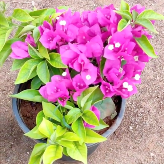 Bougainvillea Combo (Set of 4)- Delhi NCR only