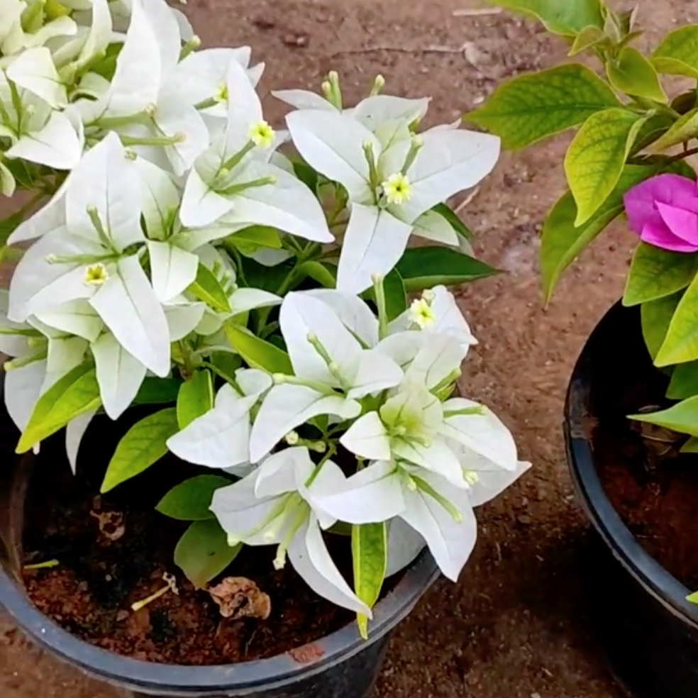 Bougainvillea Combo (Set of 4)- Delhi NCR only