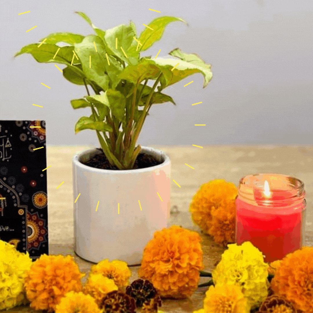 Syngonium yami in 4 inch ceramic pot