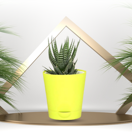 Haworthia fasciata