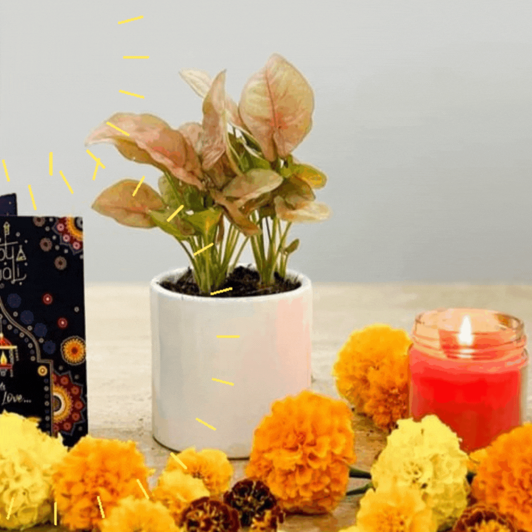 4 इंच चीनी मिट्टी के बर्तन में लाल सिंगोनियम