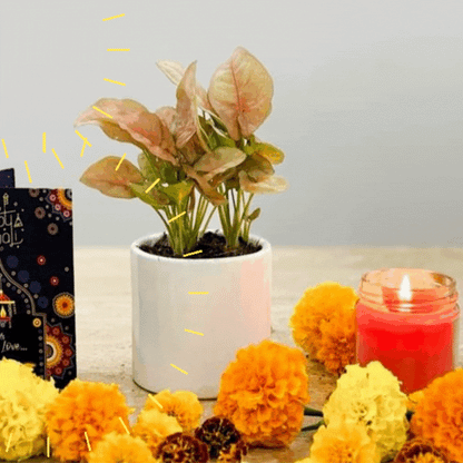 4 इंच चीनी मिट्टी के बर्तन में लाल सिंगोनियम