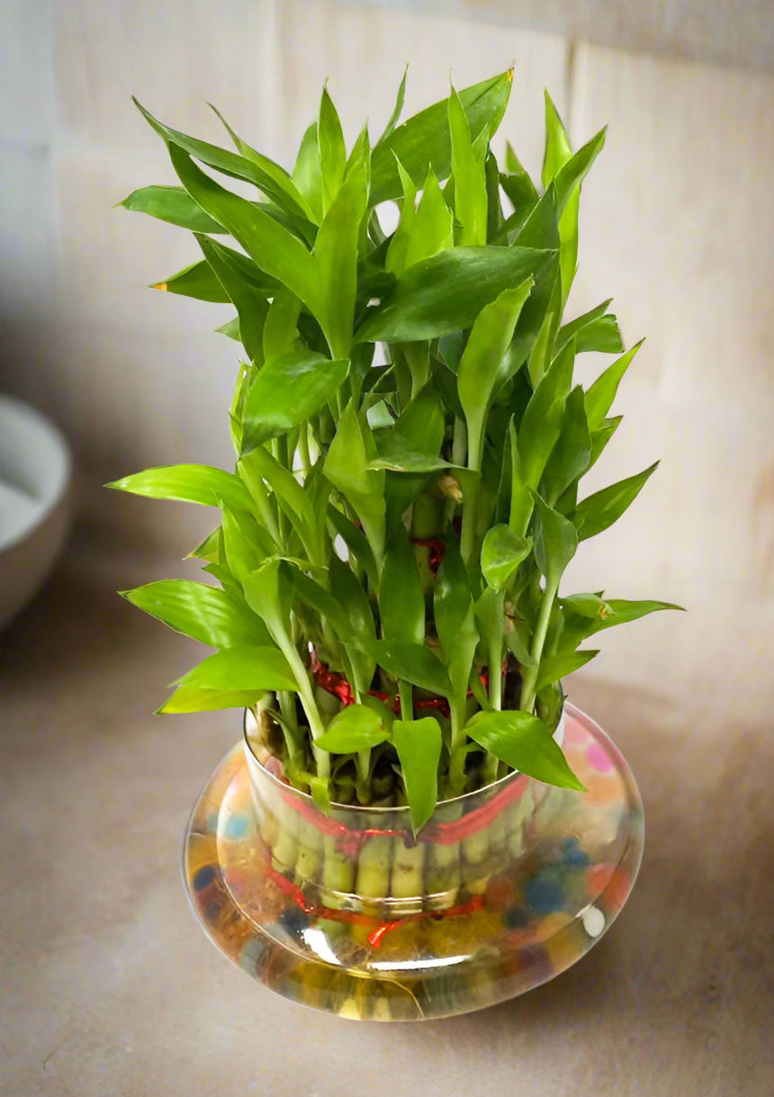 Three Layer Bamboo- Delhi NCR only