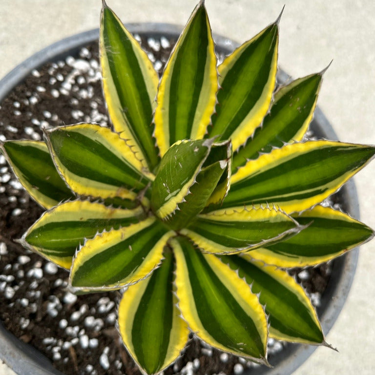 Agave univittata