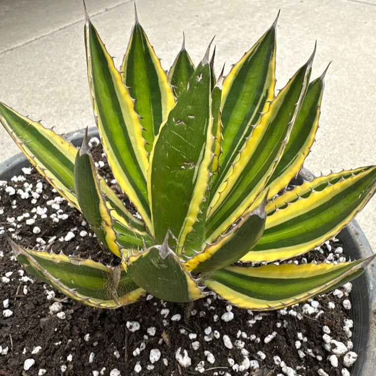 Agave univittata