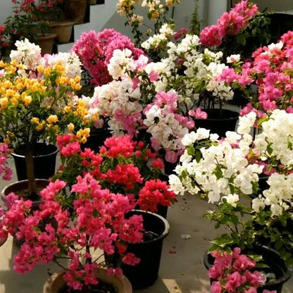 Bougainvillea Combo (Set of 4)- Delhi NCR only