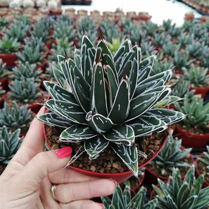 Agave victoria ragni white