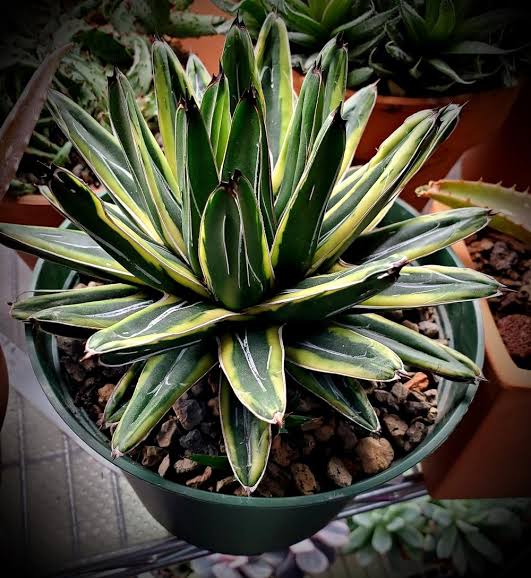 Agave victoria ragni yellow