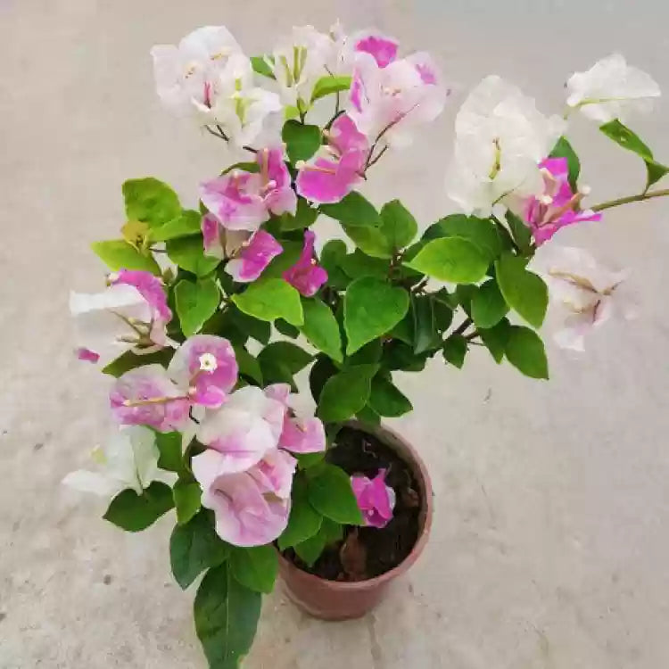 Bougainvillea Combo (Set of 4)- Delhi NCR only