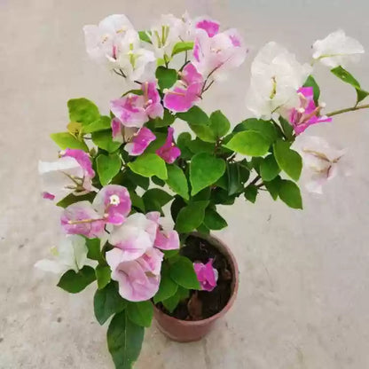 Bougainvillea Combo (Set of 4)- Delhi NCR only