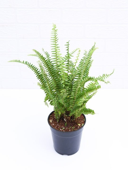 Boston fern