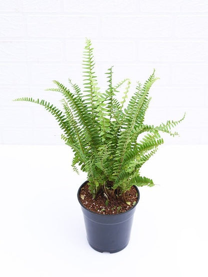 Boston fern