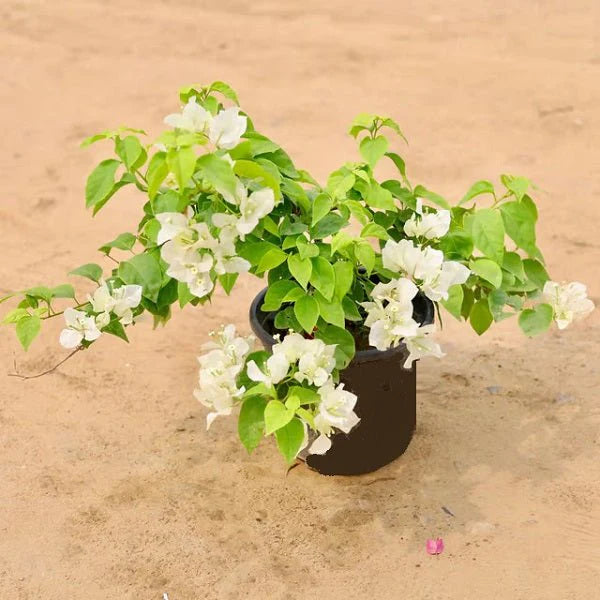 Bougainvillea Combo (Set of 4)- Delhi NCR only