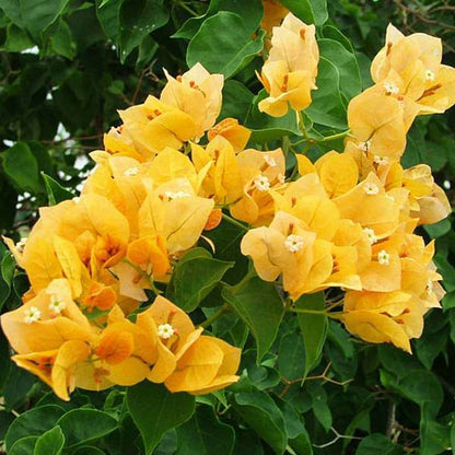 Bougainvillea Combo (Set of 4)- Delhi NCR only