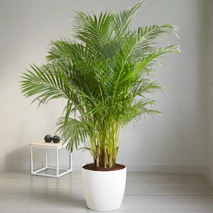 बड़ी सुपारी हथेली