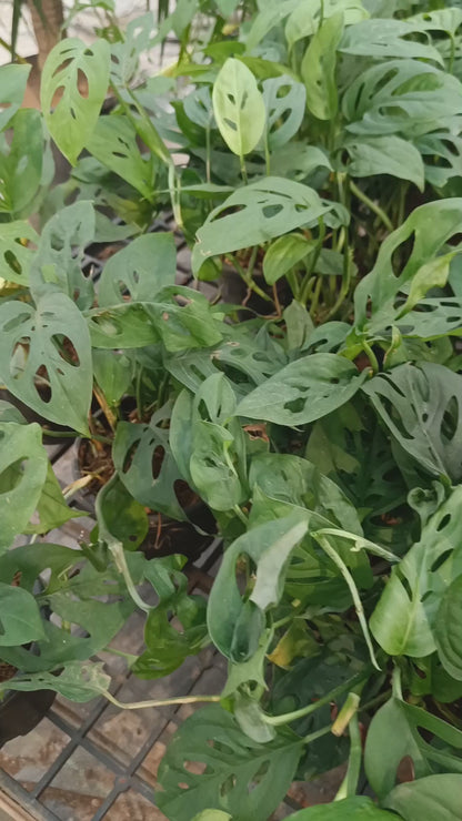 Monstera Adansonii