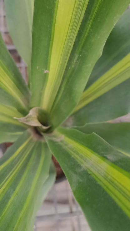 Dracaena