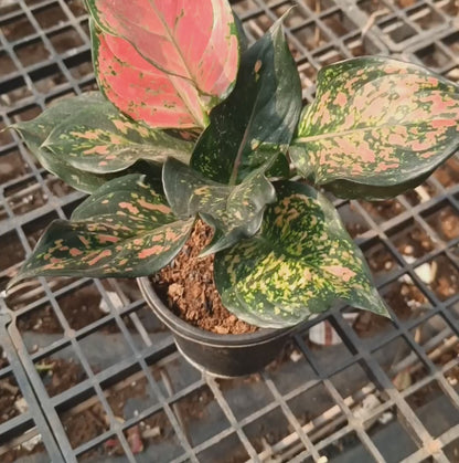 Aglaonema Varigated